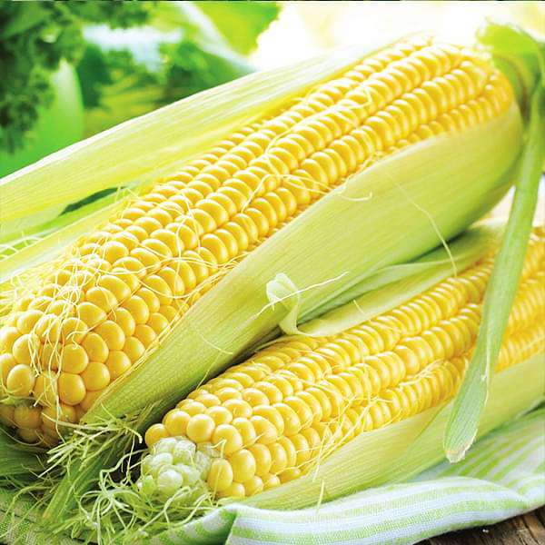 Sweet Corn Hybrid Vegetable Seeds
